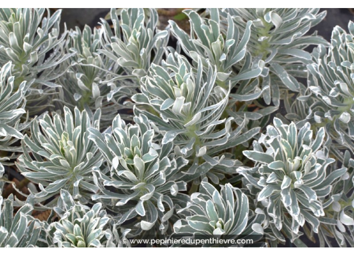 EUPHORBIA characias 'Glacier Blue'