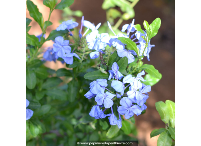 PLUMBAGO capensis 'Dark Blue'