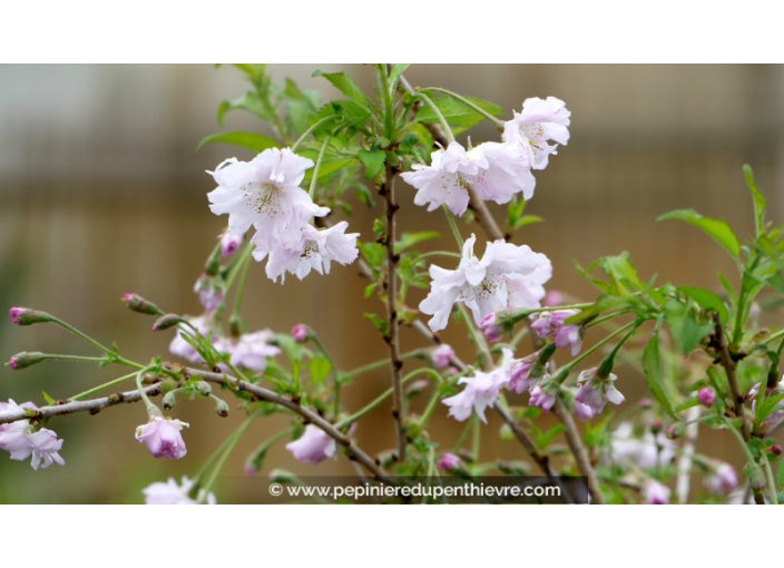 PRUNUS incisa 'Oshidori'