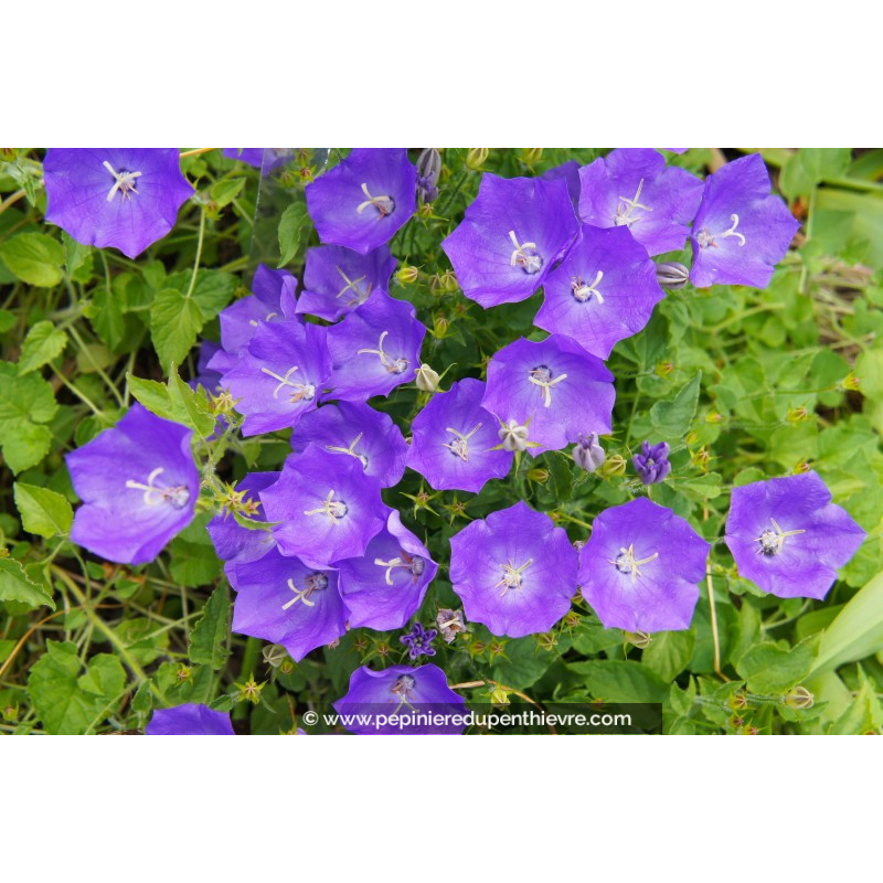 Campanula Carpatica Blaue Clips Tapissant Pépinière Du Penthièvre