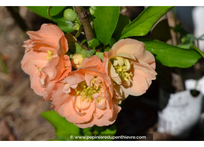 CHAENOMELES x superba 'Cameo'