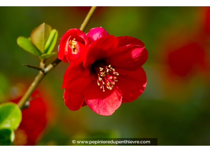 CHAENOMELES x superba 'Crimson and Gold'