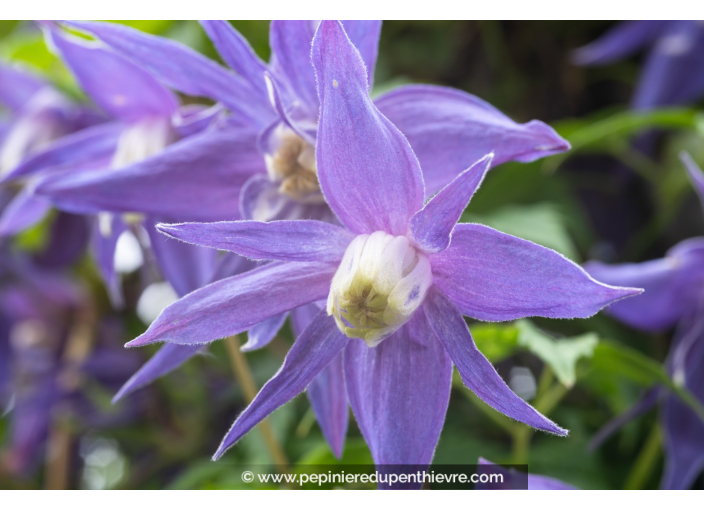 CLEMATIS alpina