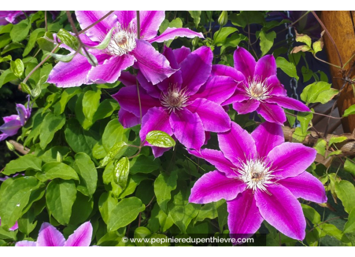 CLEMATIS 'Dr Ruppel'