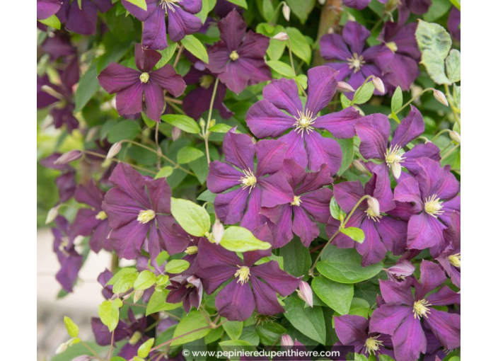 CLEMATIS 'Étoile Violette'