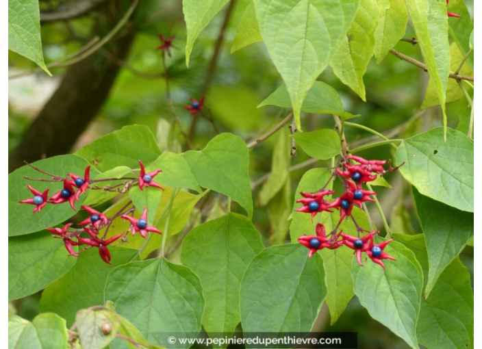 CLERODENDRUM trichotomum 'Fargesii'