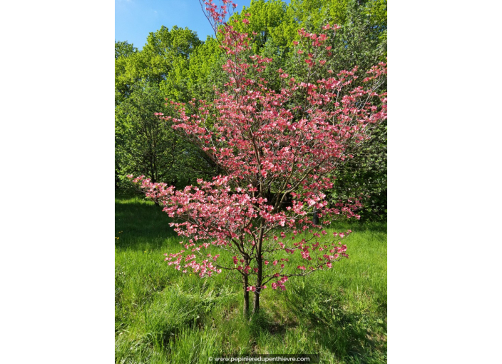 CORNUS florida 'Rubra'