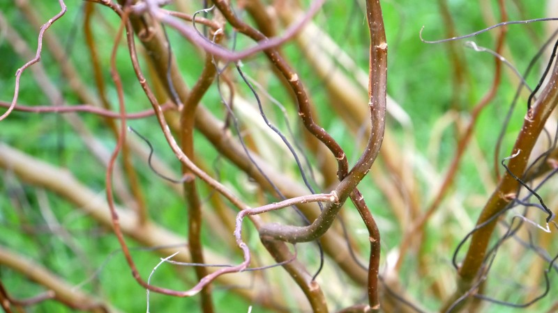 SALIX tortuosa 'Chocolat', saule tortueux - Pépinière du Penthièvre