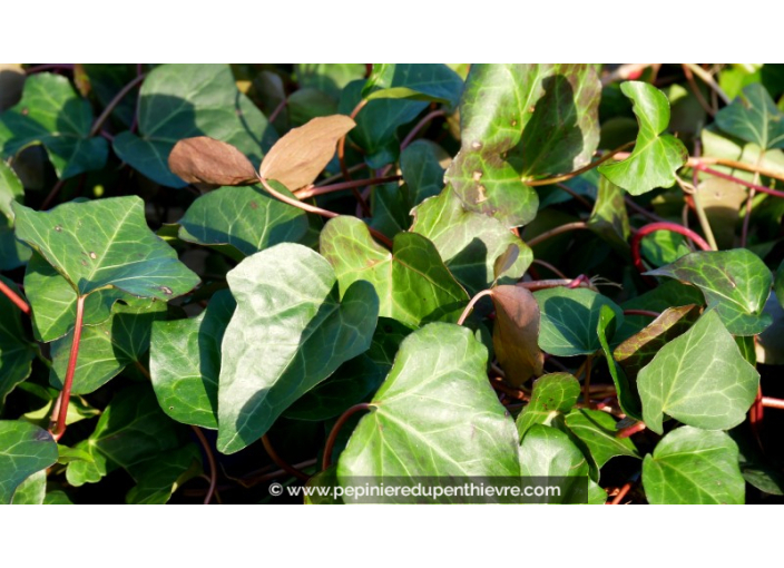 HEDERA algeriensis 'Bellecour'©