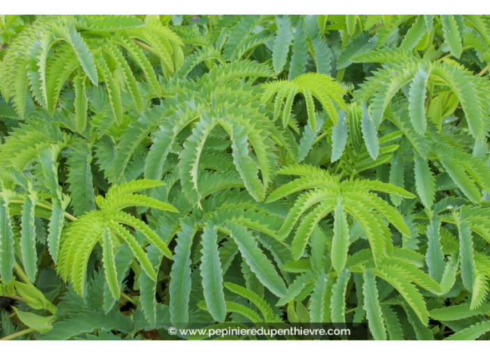 MELIANTHUS major