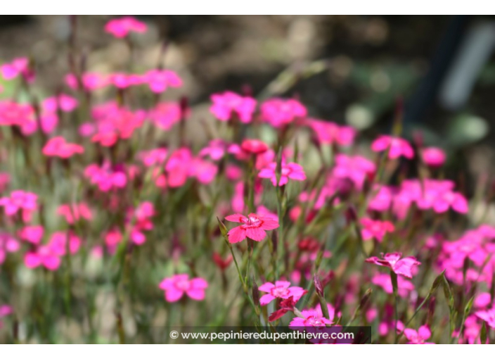 DIANTHUS deltoides 'Brilliant'