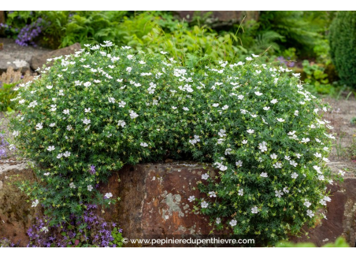 GERANIUM sanguineum 'Album'