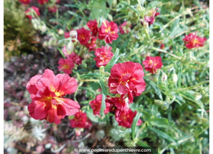 HELIANTHEMUM 'Cerise Queen'