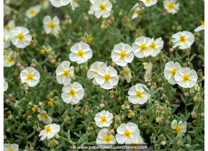 HELIANTHEMUM 'The Bride'