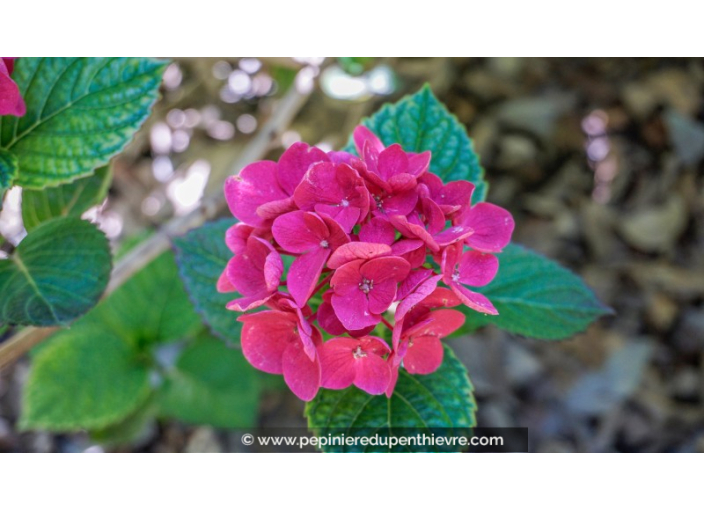 HYDRANGEA macrophylla 'Merveille Sanguine'