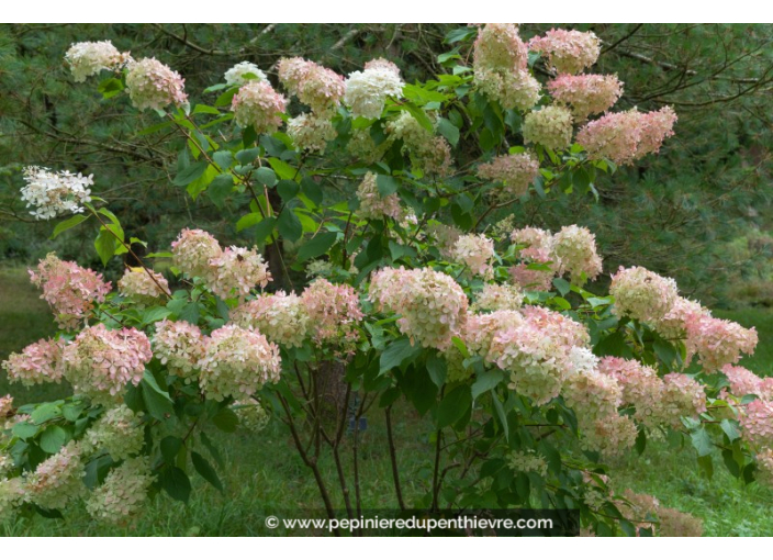 HYDRANGEA paniculata 'Unique'