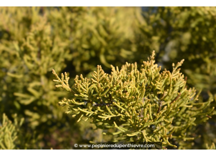 JUNIPERUS x media 'Old Gold'