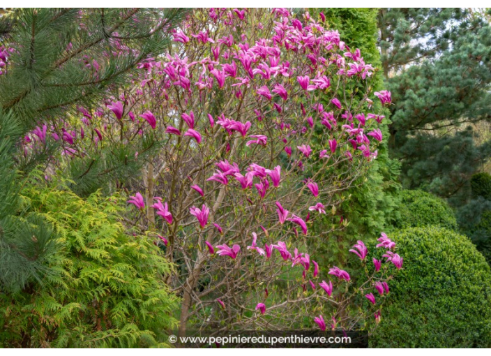 MAGNOLIA 'Susan'