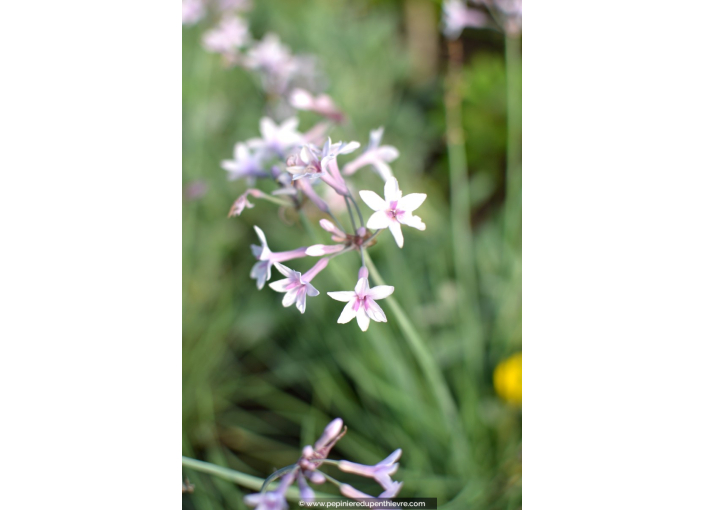 TULBAGHIA violacea 'Purple Eye'