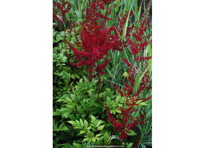 ASTILBE x arendsii 'Glüt'