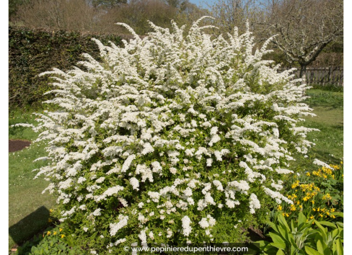 SPIRAEA x arguta