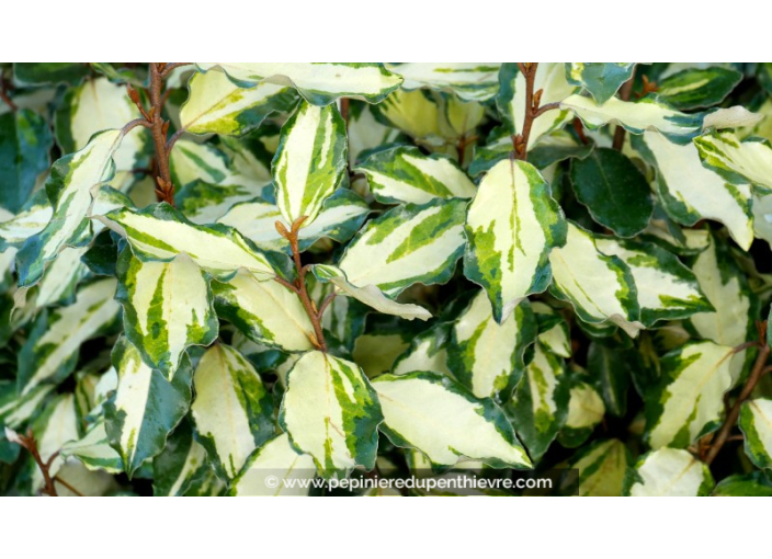 ELAEAGNUS x ebbingei 'Maryline'®