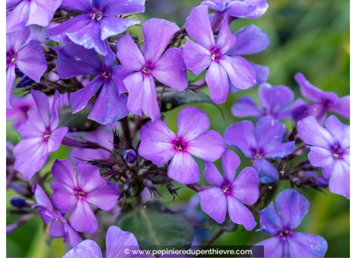 PHLOX paniculata 'Blue Paradise'