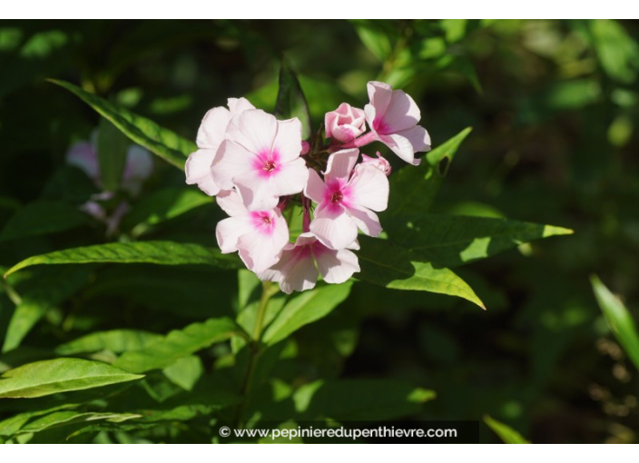 PHLOX paniculata 'Bright Eyes'