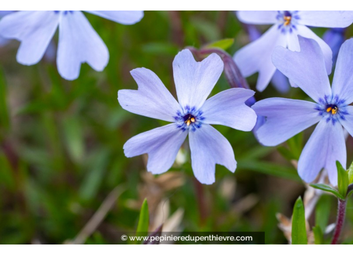 PHLOX subulata 'Emerald Cushion Blue'