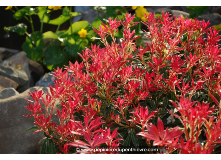 PIERIS japonica 'Flaming Silver'