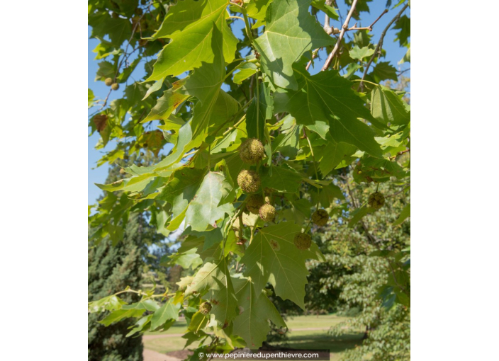 PLATANUS x acerifolia