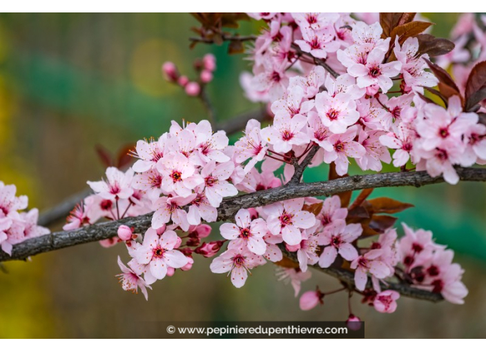 PRUNUS cerasifera 'Pissardii'