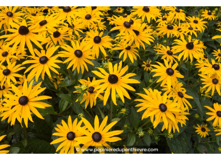 RUDBECKIA sullivantii 'Goldsturm'