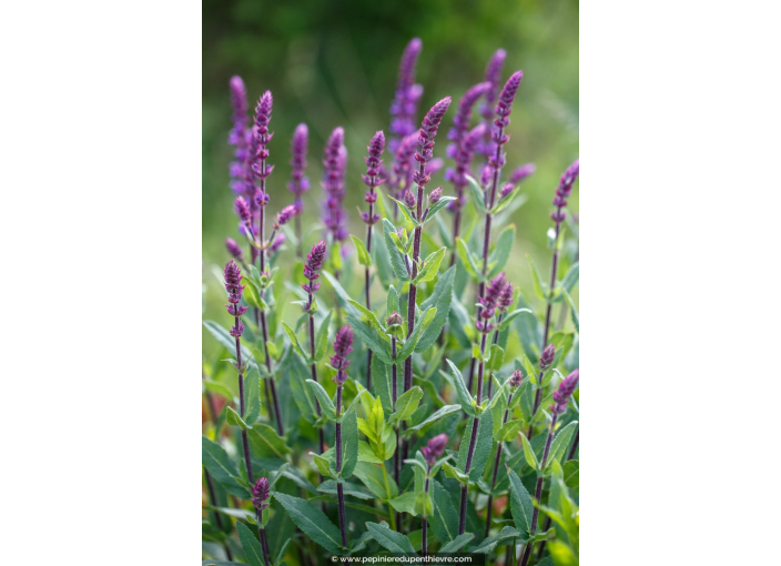 SALVIA nemorosa 'Caradonna'