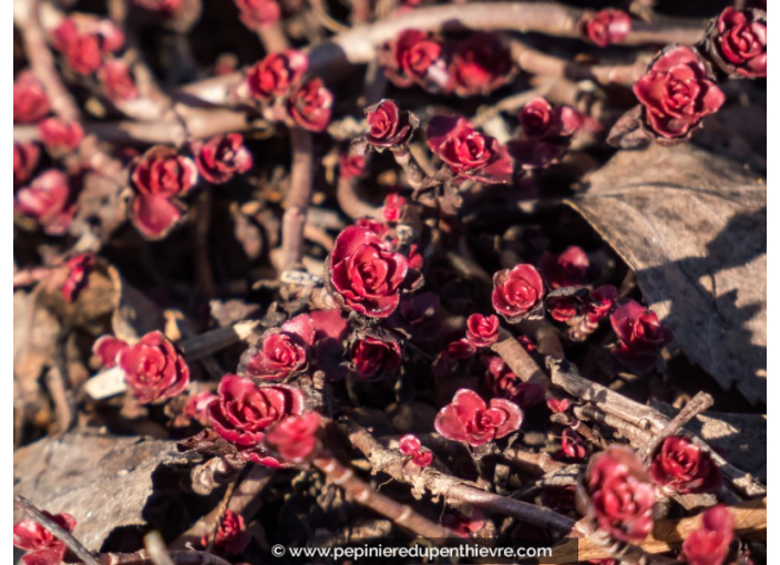 SEDUM spurium 'Coccineum'