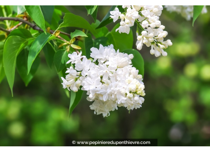 SYRINGA vulgaris 'Mme Lemoine'