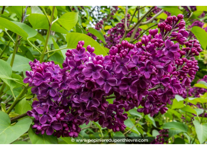 SYRINGA vulgaris 'Souvenir de Louis Spaeth'