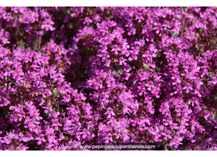 THYMUS praecox 'Red Carpet'