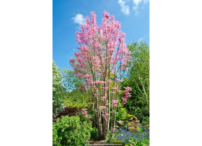 TOONA sinensis 'Flamingo'