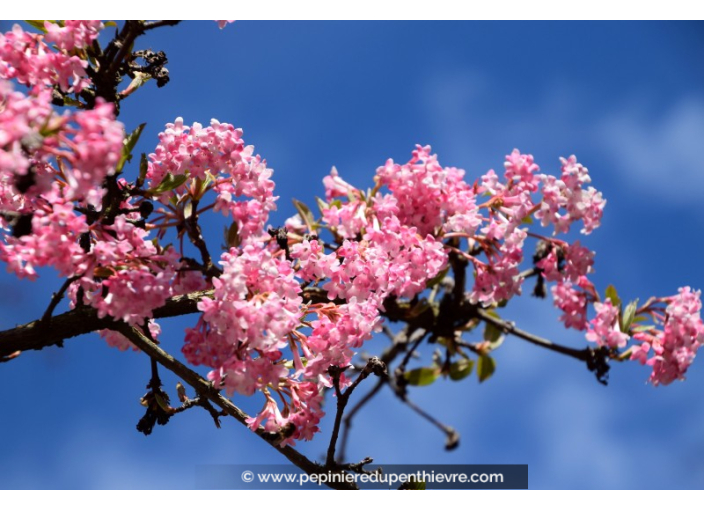 VIBURNUM x bodnantense 'Charles Lamont'