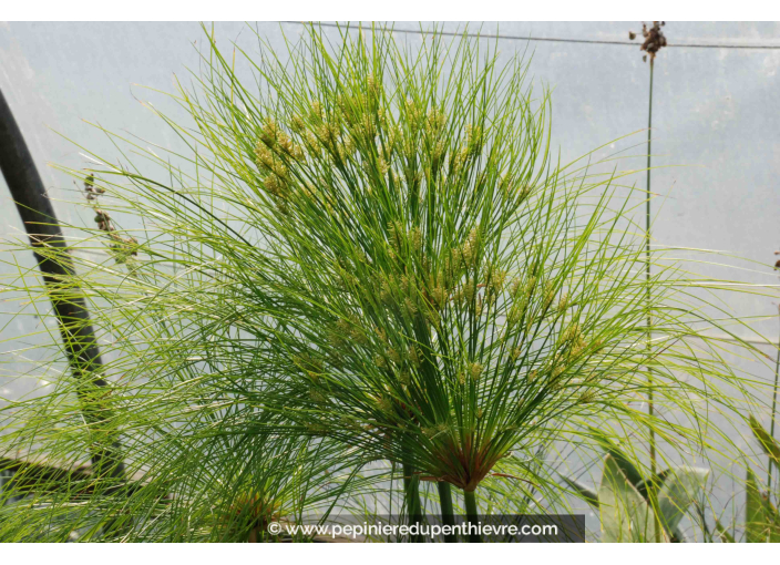 CYPERUS papyrus