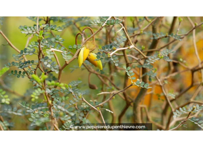 SOPHORA prostata 'Little Baby'