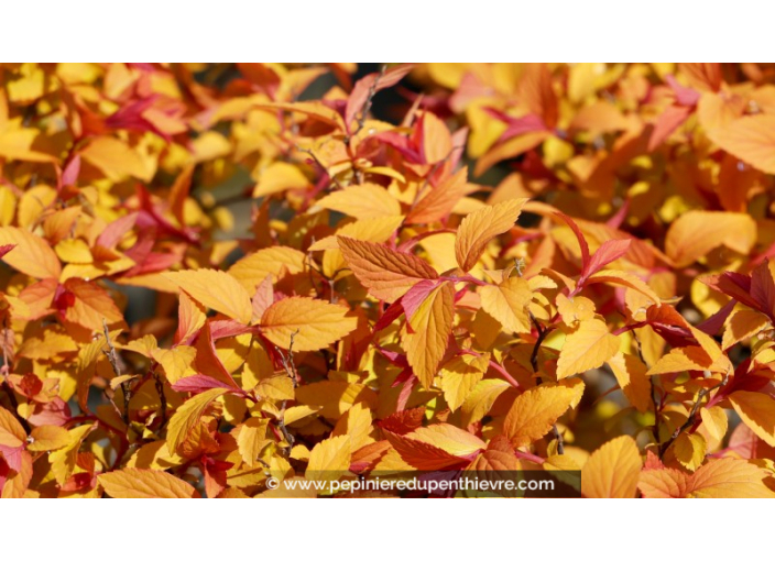 SPIRAEA x bumalda 'Goldflame'