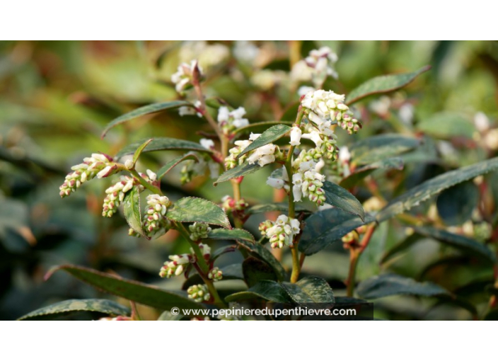 LEUCOTHOE 'Lovita'