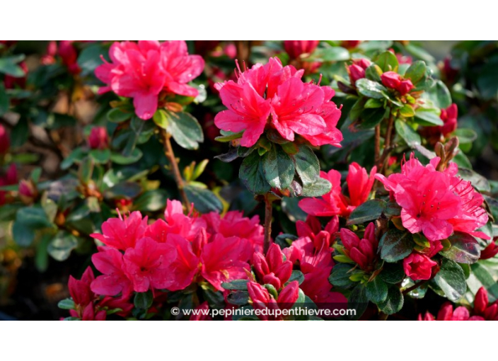 AZALEA japonica 'Hino Crimson' (rouge vif)