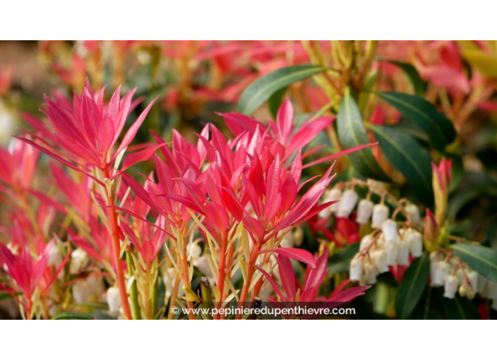 PIERIS japonica 'Forest Flame'