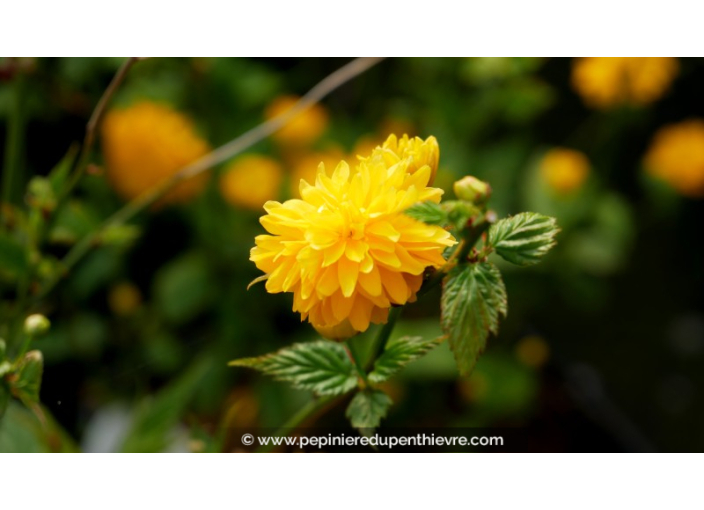 KERRIA japonica 'Pleniflora'