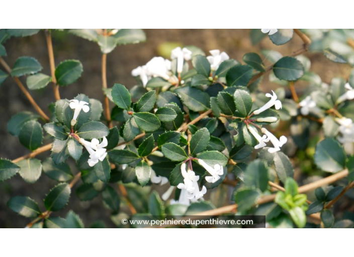 OSMANTHUS delavayi