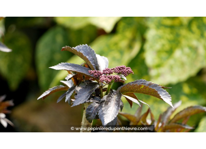 SAMBUCUS nigra 'Black Tower'