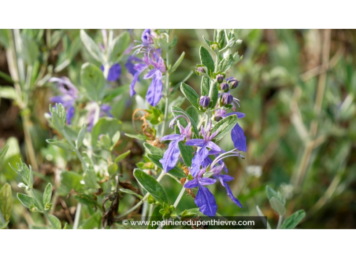 TEUCRIUM fruticans